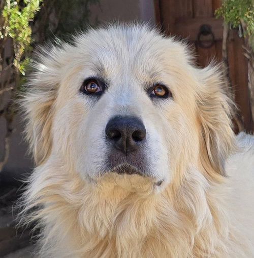 picture of the dog needing adoption