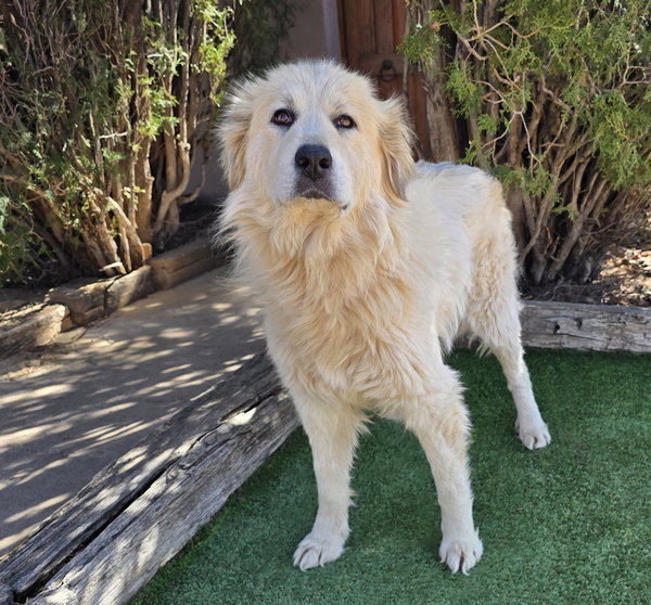 Simply Ms Shoni ~ YUMMY Golden Pyr !