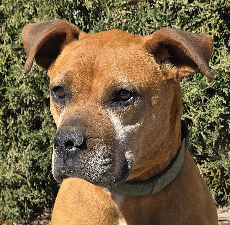 Alluring Ms Artesia ~ Brilliant BoxerBull !