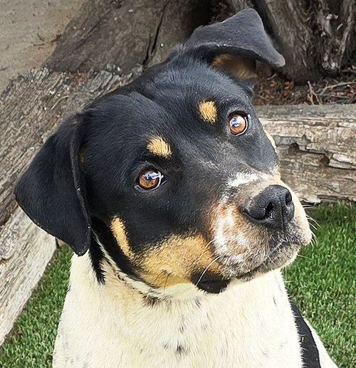 picture of the dog needing adoption