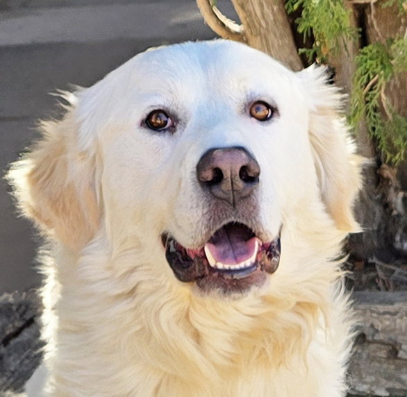 Fabulous Mr Frisco ~ Golden Pyr Perfection !