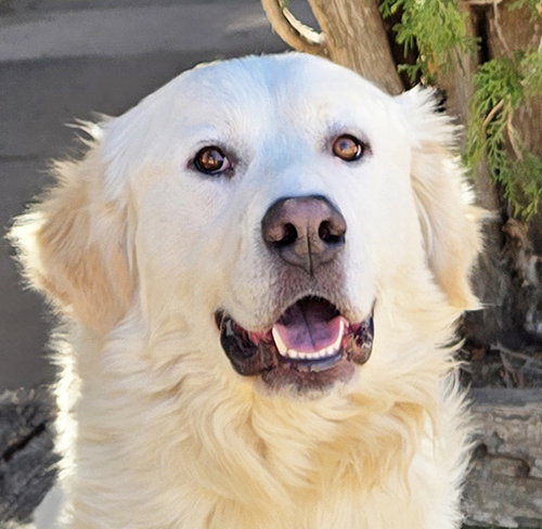 picture of the dog needing adoption