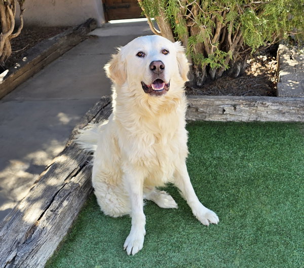 Fabulous Mr Frisco ~ Golden Pyr Perfection !