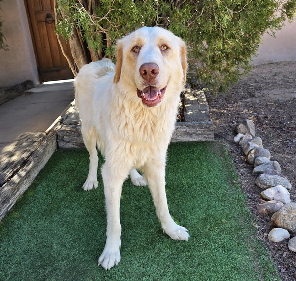 Faithful Ms Felicia ~ Lovely Labra Pyr Lady !