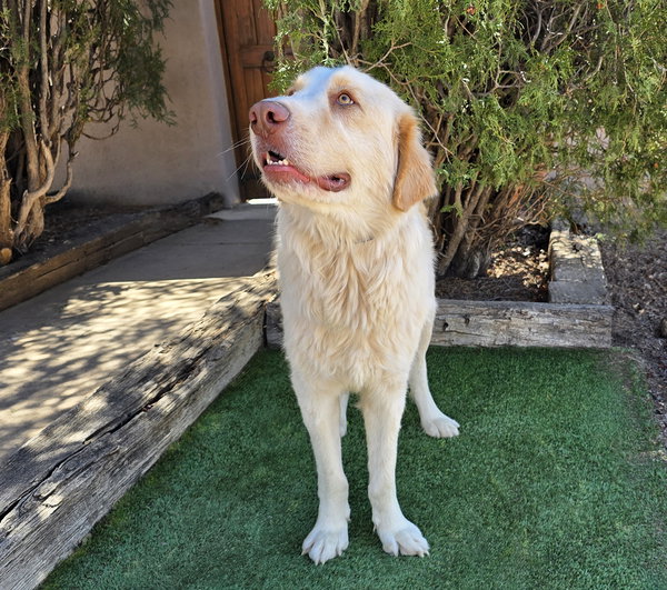 Faithful Ms Felicia ~ Lovely Labra Pyr Lady !