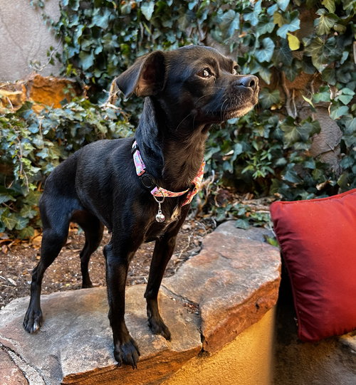 picture of the dog needing adoption
