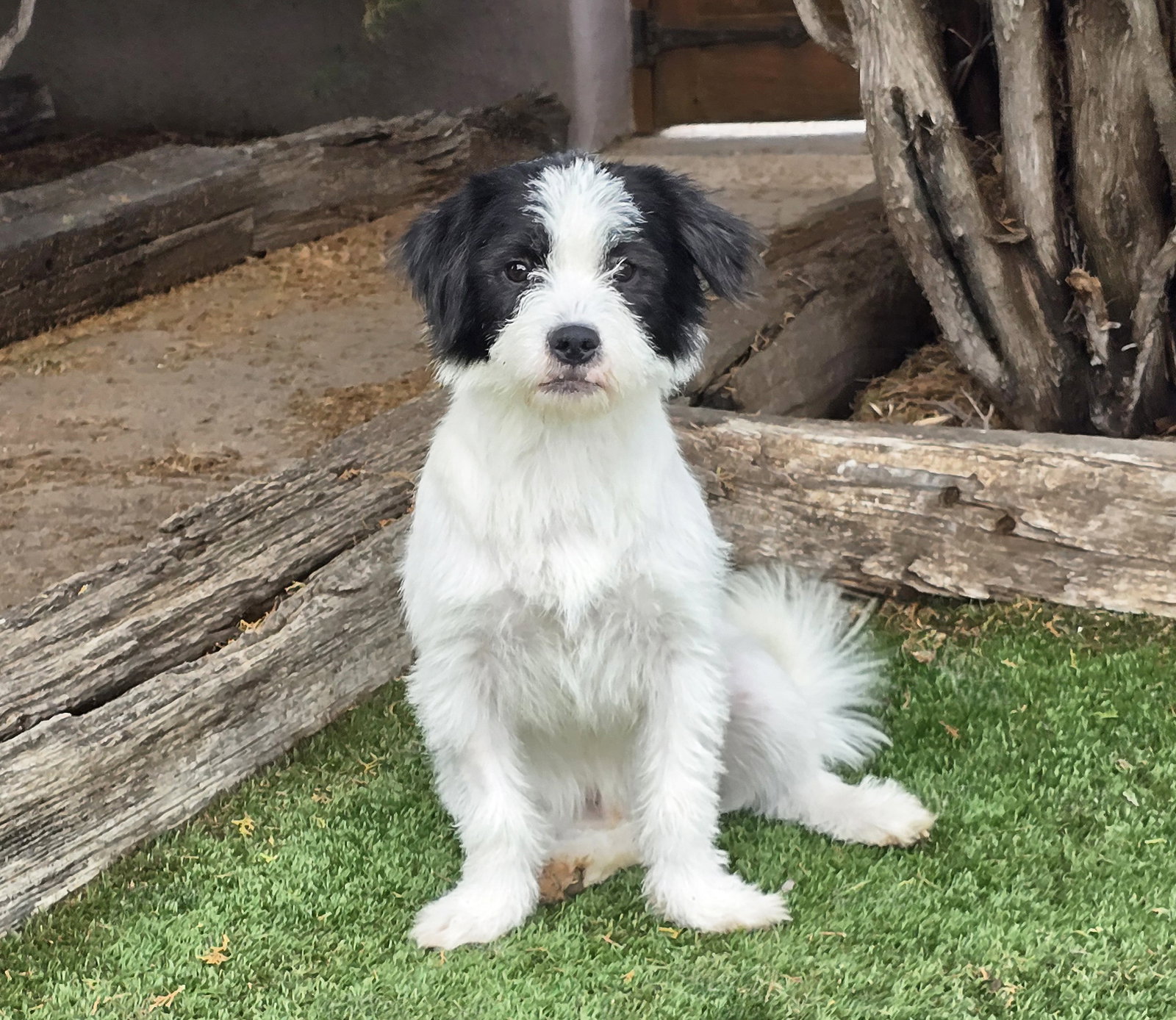 Merry Lil Mr Malachi ~ Terripoo !