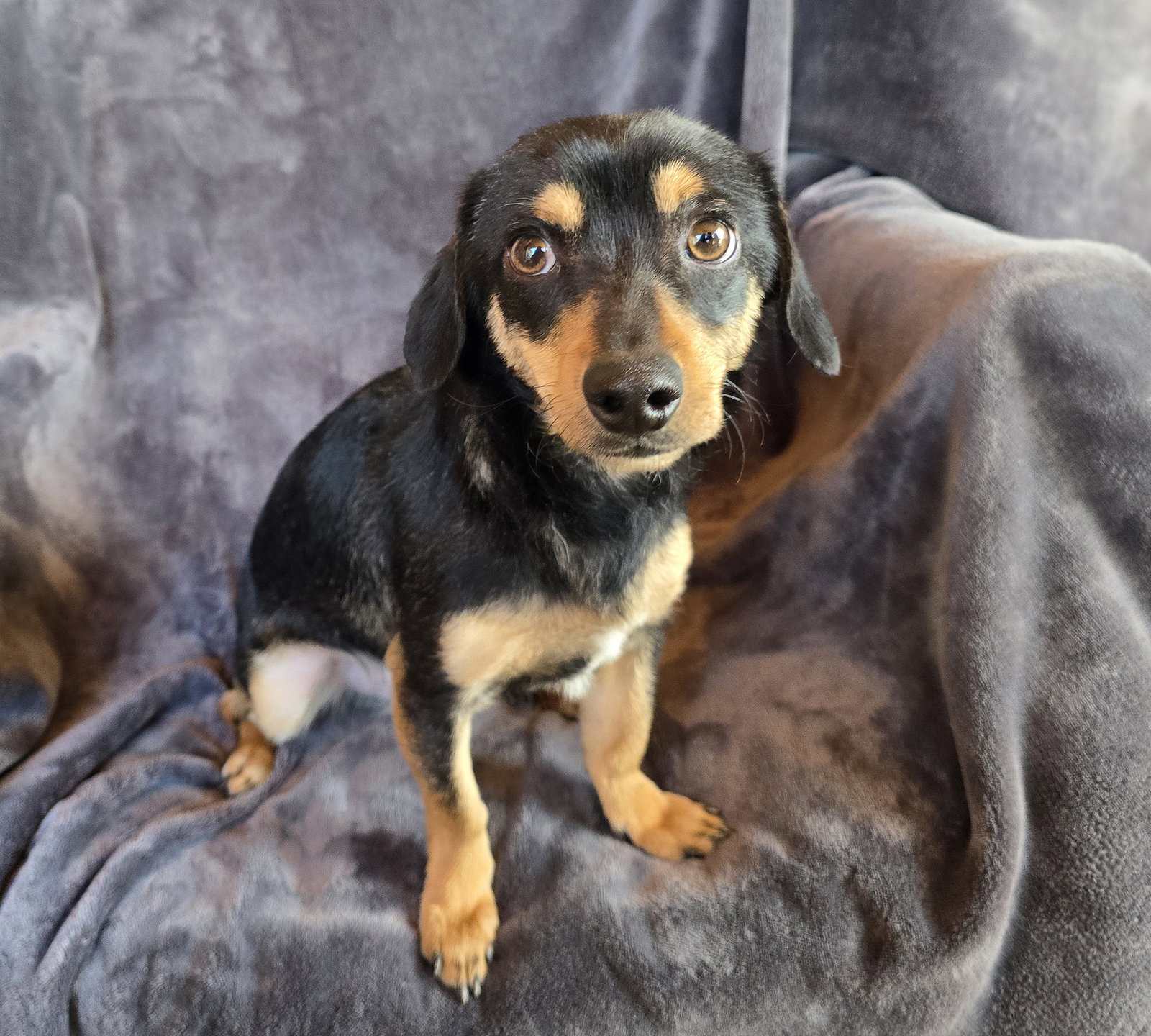 Adorable Marty ~ Chill Chiweenie !