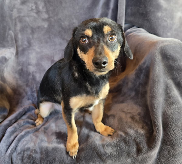Adorable Marty ~ Chill Chiweenie !