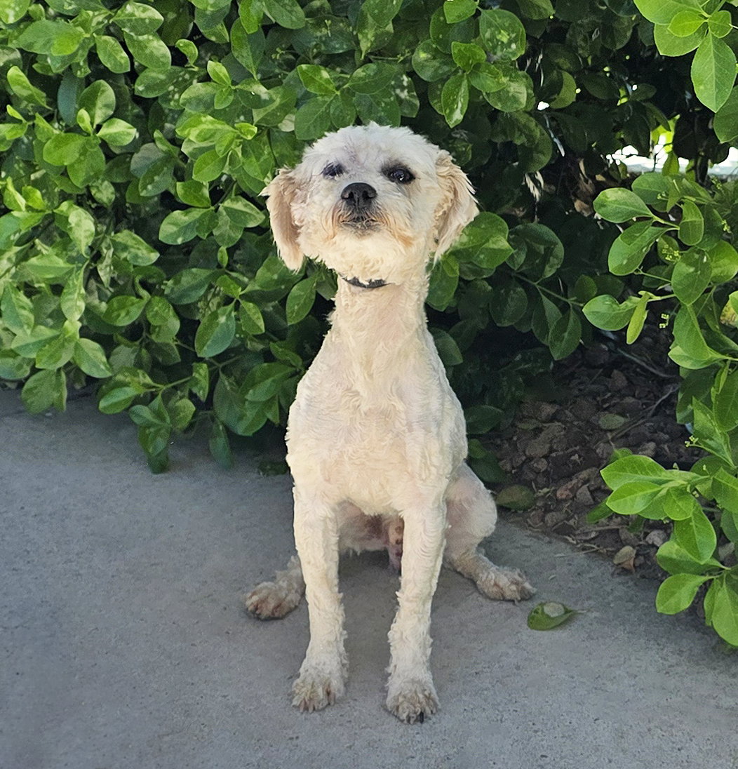 Lil Mr Cutie Pie Cylon ~ Yummy Toy Poodle !