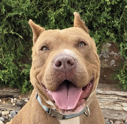 Charming Ms Chiara ~ BEST of Show !, an adoptable American Staffordshire Terrier in Albuquerque, NM