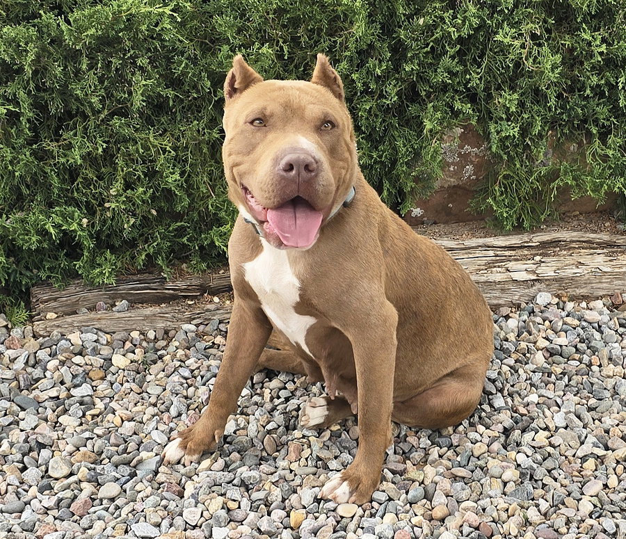 Ms Cutie Pie Chiara ~ American Bully BEST of Show!