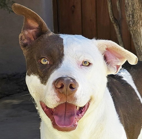 Silly Sweet Mr Snarf ~ Sweet Gentleman !, an adoptable American Staffordshire Terrier in Albuquerque, NM
