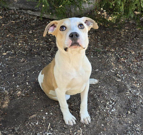 Precious Lil Mr Polo ~ AMAZING !, an adoptable American Staffordshire Terrier in Albuquerque, NM