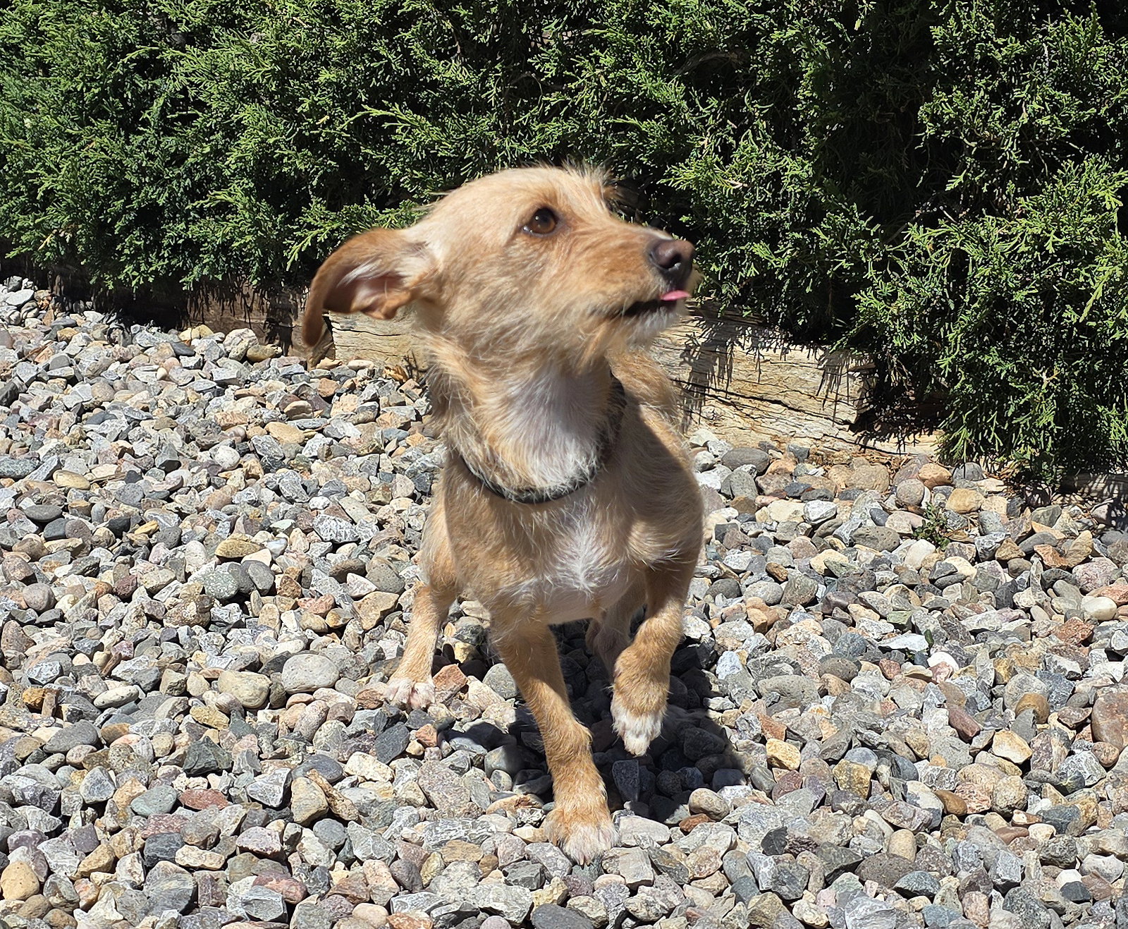 VERY Special Vera ~ Dorkie FUN !
