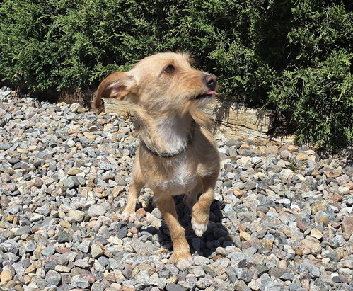 VERY Special Vera ~ Dorkie FUN !, an adoptable Dachshund in Albuquerque, NM