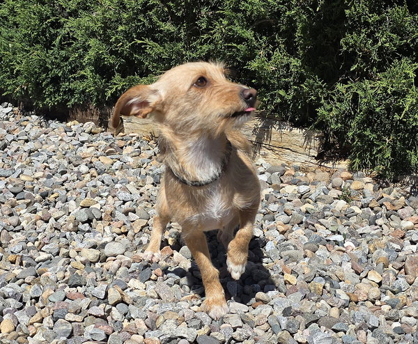 VERY Special Vera ~ Dorkie FUN !