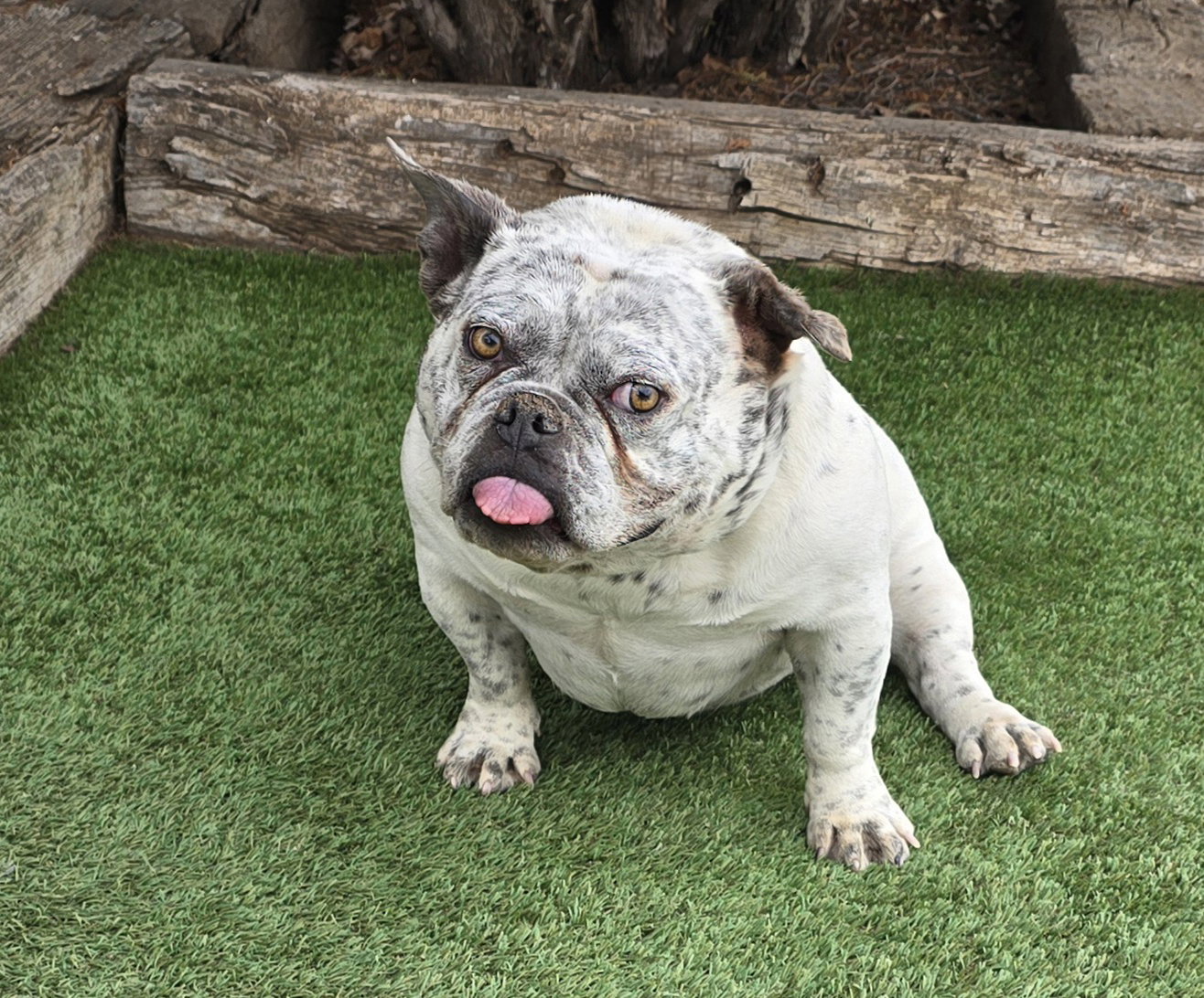 Absolutely Adorable Ms Artie ~ Amazing !