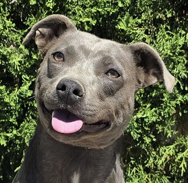 Affectionate Ms Azula  Glorious Pup - American Pit Bull Terrier