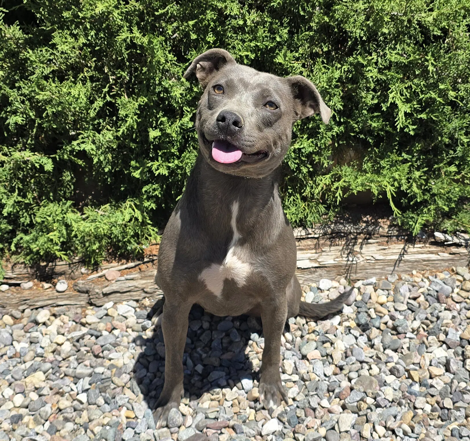 Affectionate Ms Azula  Glorious Pup image 2