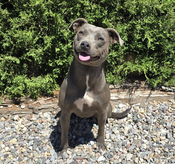 Affectionate Ms Azula ~ Glorious Pup !