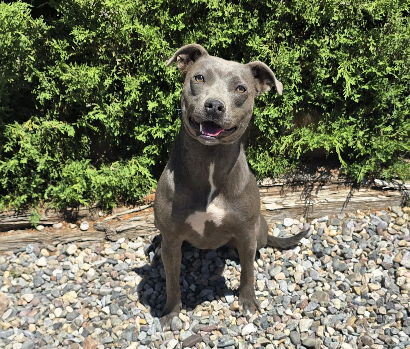 Affectionate Ms Azula  Glorious Pup image 3