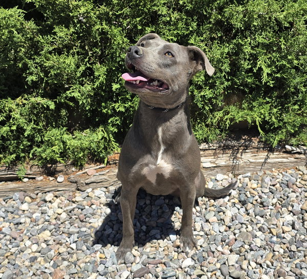 Affectionate Ms Azula ~ Glorious Pup !