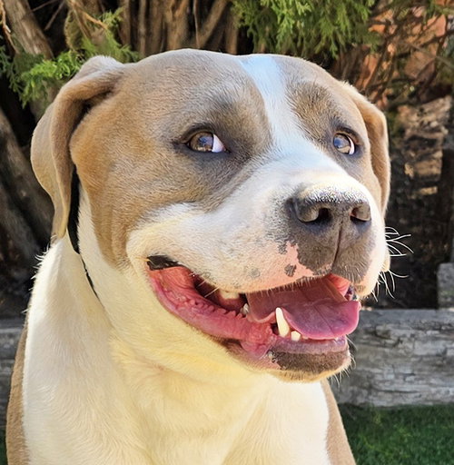 Impressive Ms Ikon ~ Glorious !, an adoptable American Staffordshire Terrier in Albuquerque, NM
