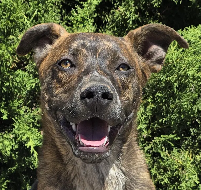 Absolutely Amusing Mr Alphie  Love On  Paws - BoxerBull
