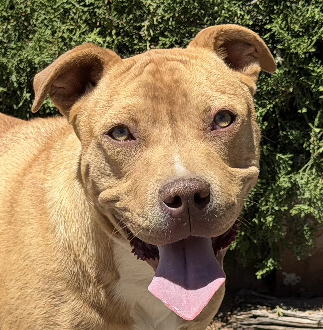 Charismatic Mr Claudio  American Bully - American Staffordshire Terrier