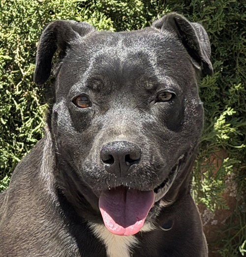 Sensational Ms Shade ~ SUBLIME !, an adoptable American Staffordshire Terrier in Albuquerque, NM
