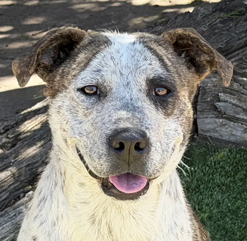 Splendid Ms Solange  Exceptional - American Staffordshire Terrier