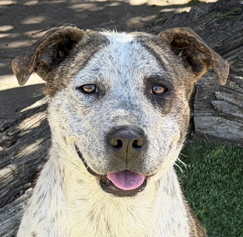 Splendid Ms Solange ~ Exceptional !, an adoptable American Staffordshire Terrier in Albuquerque, NM
