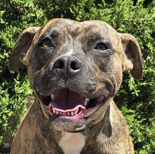 Sweet Ms Safia ~ DARLING !, an adoptable American Staffordshire Terrier in Albuquerque, NM