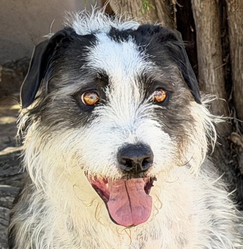 Outstanding Mr Oliver Twist ~ Sweet Schnerrier, an adoptable Schnauzer in Albuquerque, NM