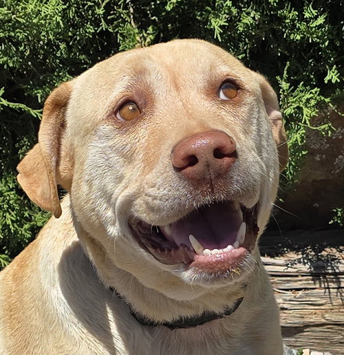 Lovable Mr Louis ~ Lovely Lab Gentleman !, an adoptable Yellow Labrador Retriever in Albuquerque, NM
