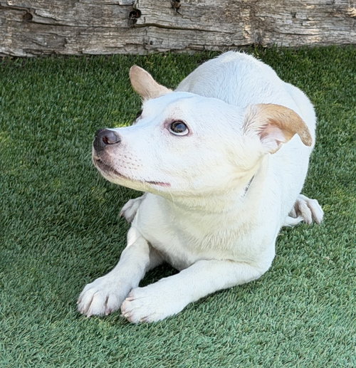 Mighty Sweet Lil Mr Marsh ~ Rattie, an adoptable Rat Terrier in Albuquerque, NM