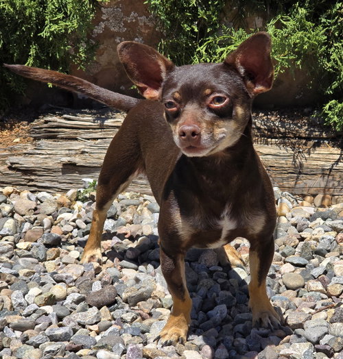 Sweetie Pie Sid ~ Charming Chiweenie, an adoptable Dachshund in Albuquerque, NM