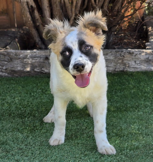 Marvelous Lil Mr Mallow ~  SMART Pup, an adoptable Australian Shepherd in Albuquerque, NM