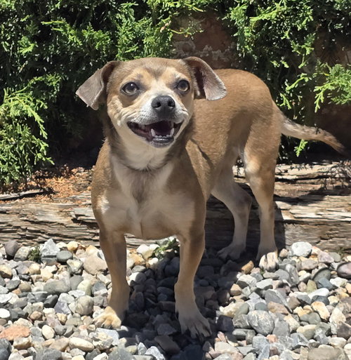 Notable Lil Ms Nan ~ Charming Chiweenie, an adoptable Dachshund in Albuquerque, NM