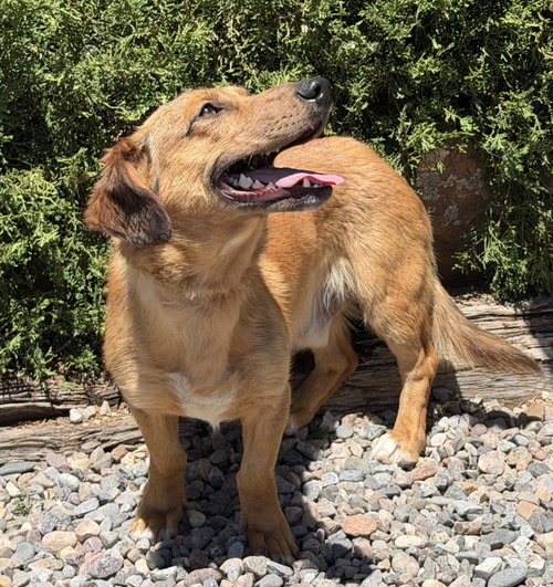 Really Cool Red ~ FUN Downhome Dorgi, an adoptable Dachshund in Albuquerque, NM