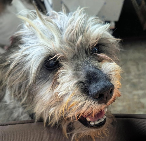 Gentle Lil Mr Graham = WOW !, an adoptable Schnauzer in Albuquerque, NM