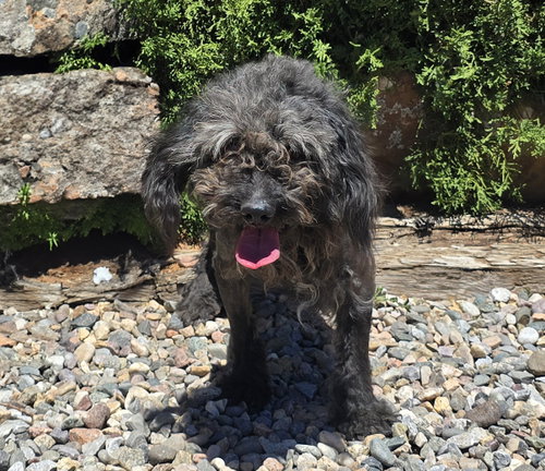 Notable Lil Mr Nassar ~ Stellar House Gentleman !, an adoptable Poodle in Albuquerque, NM
