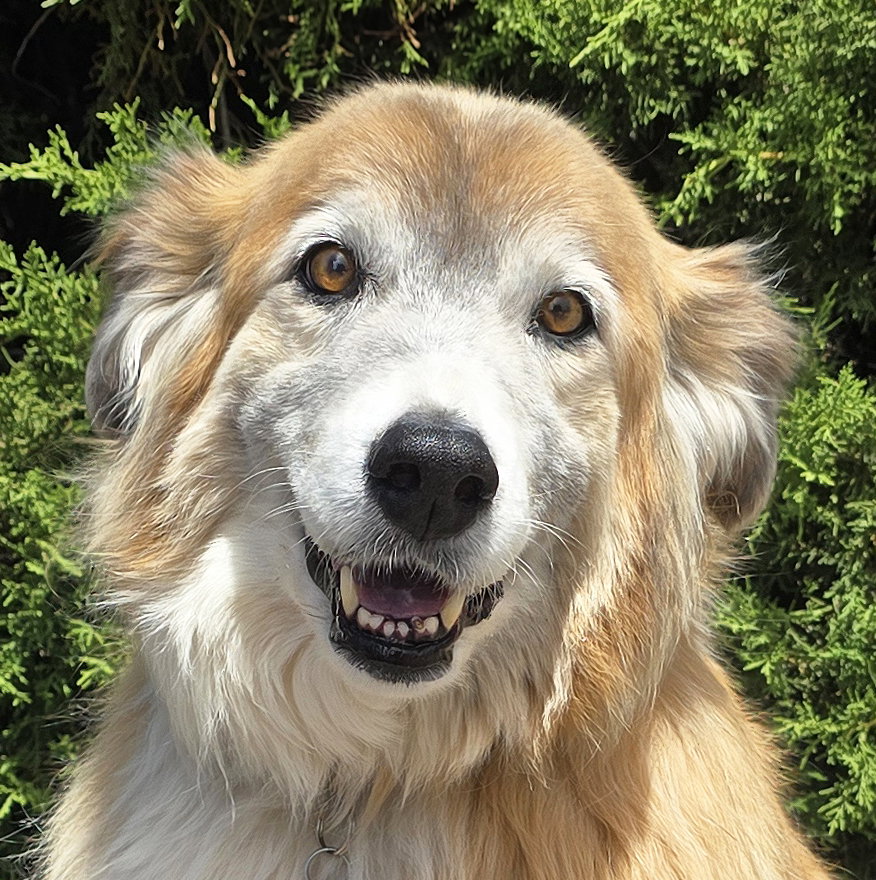 Flawless Ms Farah ~ Exquisite Collie !