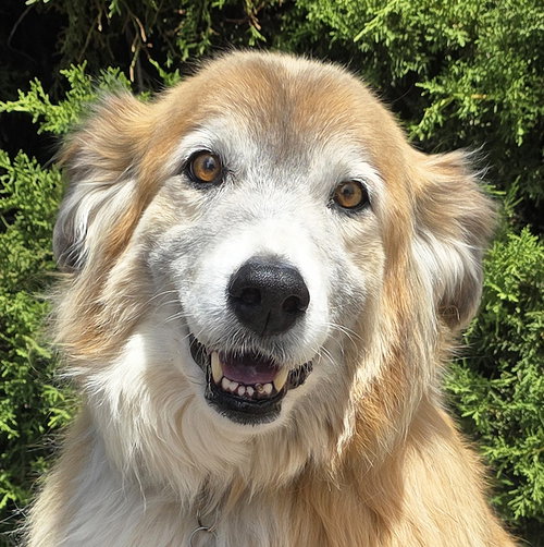 Flawless Ms Farah ~ Exquisite Collie !