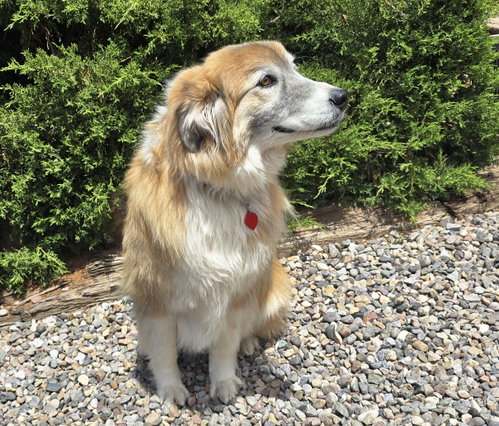 Flawless Ms Farah ~ Exquisite Collie photo 2