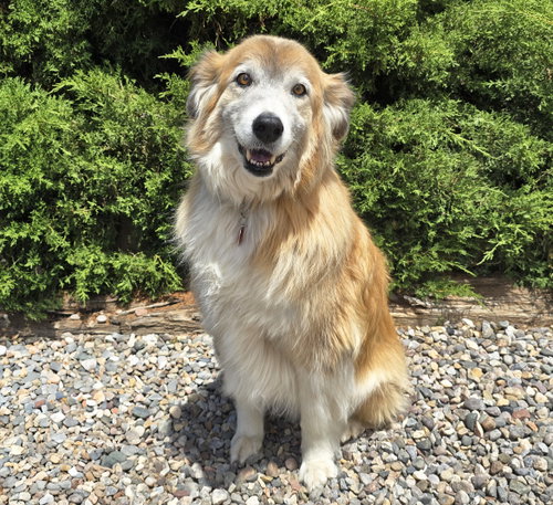 Flawless Ms Farah ~ Exquisite Collie photo 3