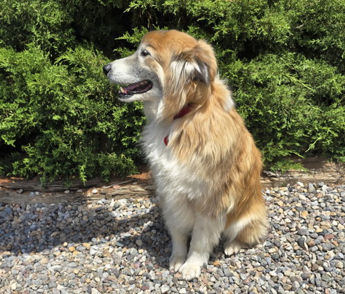 Flawless Ms Farah ~ Exquisite Collie photo 4