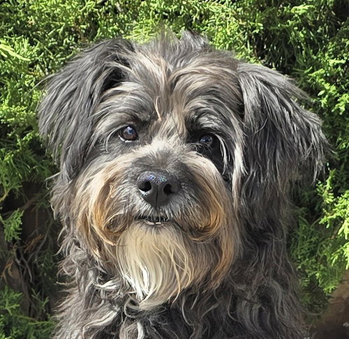 Magnificent Ms Mikeala ~ Schnoodle