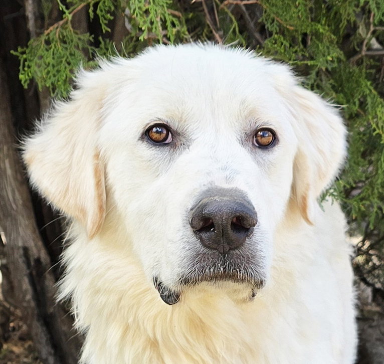 Amazing Mr Aslan = Pure Pyr Devotion !